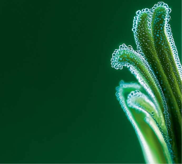 Plant