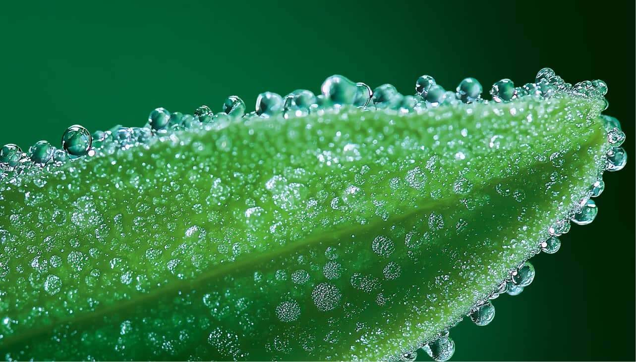 Plant