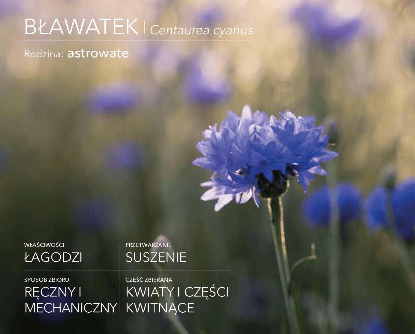 Cornflower