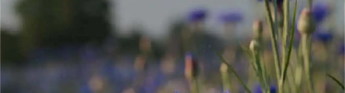 pole rozmazanych chabrów