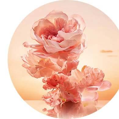 Jaśmin wielkolistny, róża damasceńska i akord białego drewna